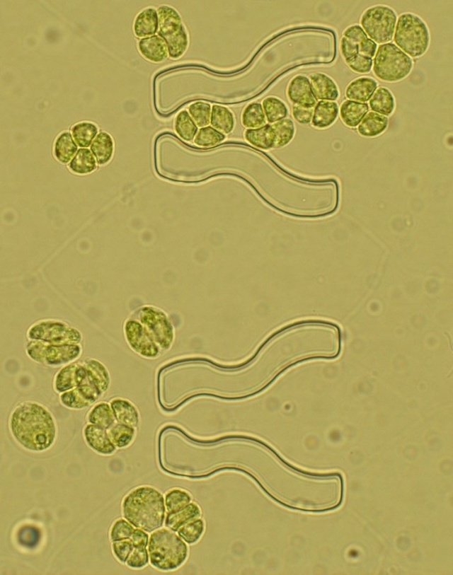 A Chlamydomonas reinhardtii egysejtű zöldalga mikroszkópképen